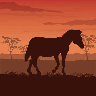 Zebra siluet twilight tarihinde