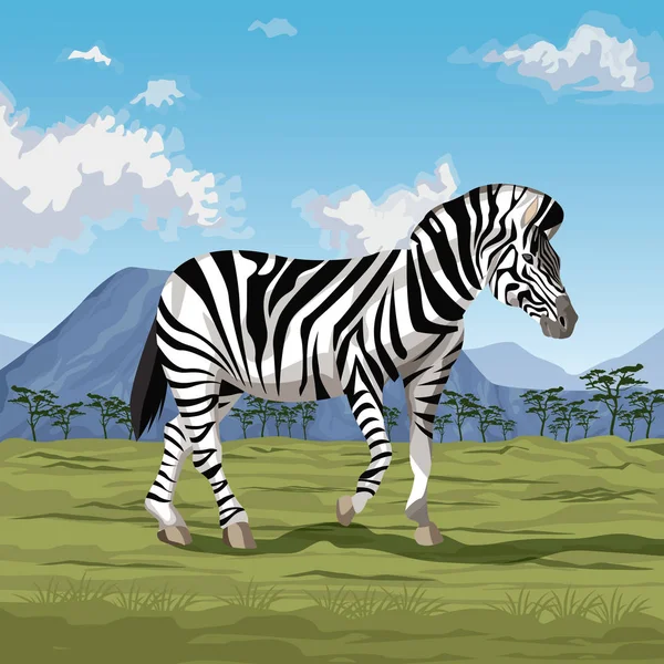 Zebra on savannah — Stock Vector