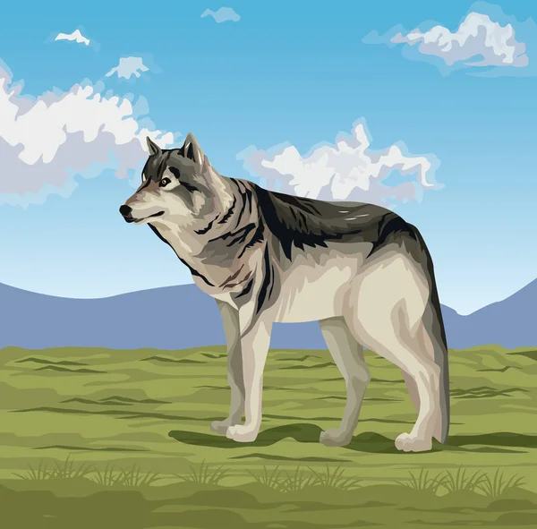 Wilk w dolinie — Wektor stockowy