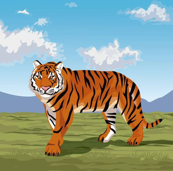 Hermoso tigre en la naturaleza — Vector de stock