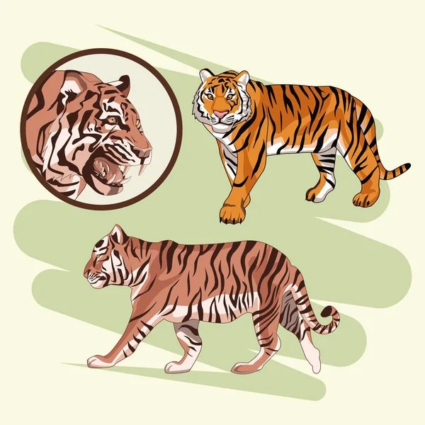 Hermoso dibujo de tigre — Vector de stock