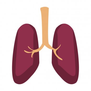 İnsan akciğerleri izole