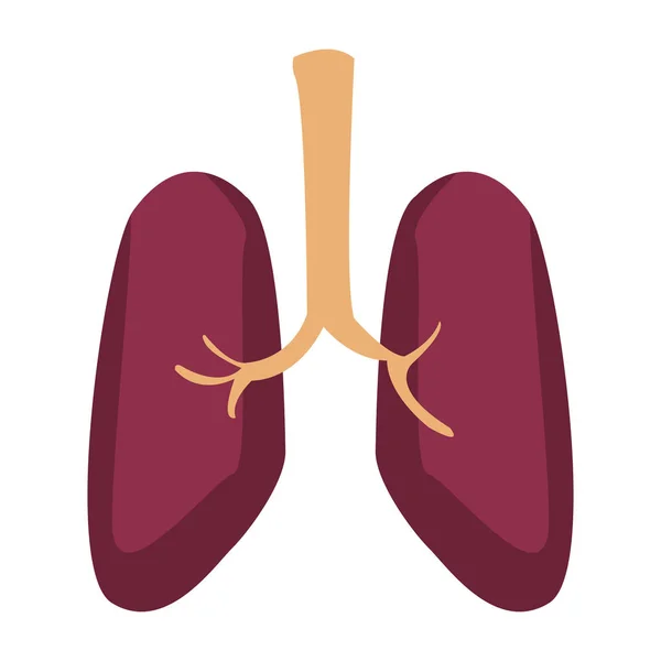 Pulmones humanos aislados — Archivo Imágenes Vectoriales