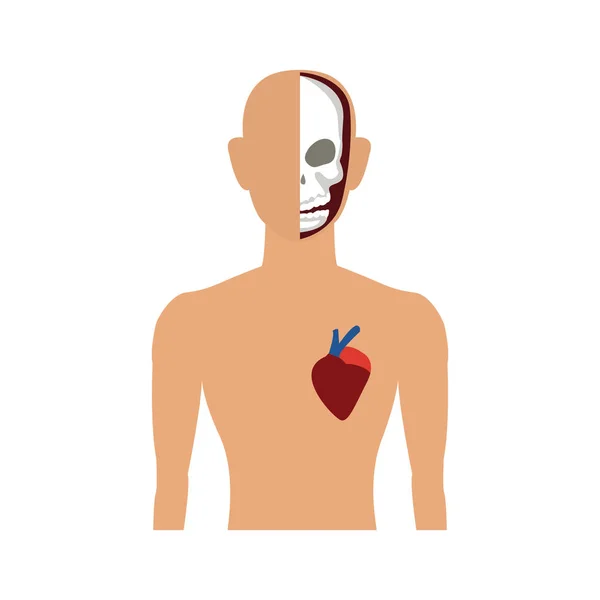 Anatomía del cuerpo humano — Vector de stock