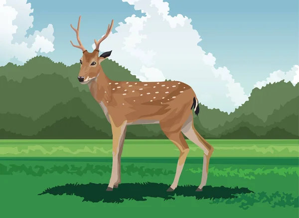 Wild deer in the field — Stock Vector
