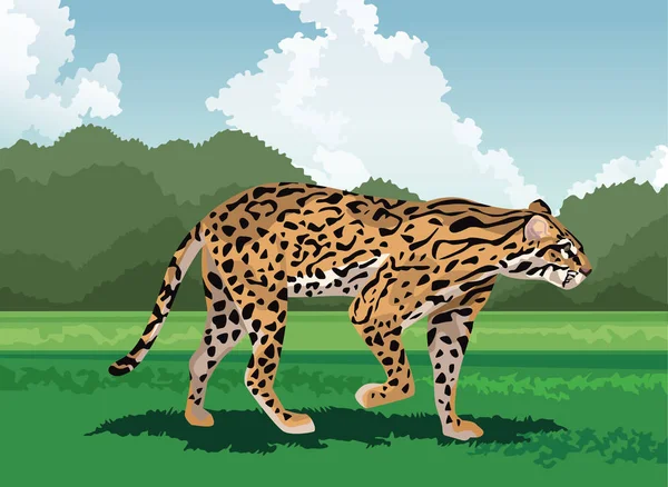 Animal leopardo salvaje en el campo — Vector de stock