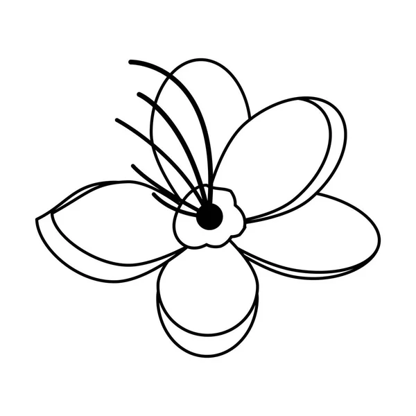 Дизайн цветения сакуры — стоковый вектор