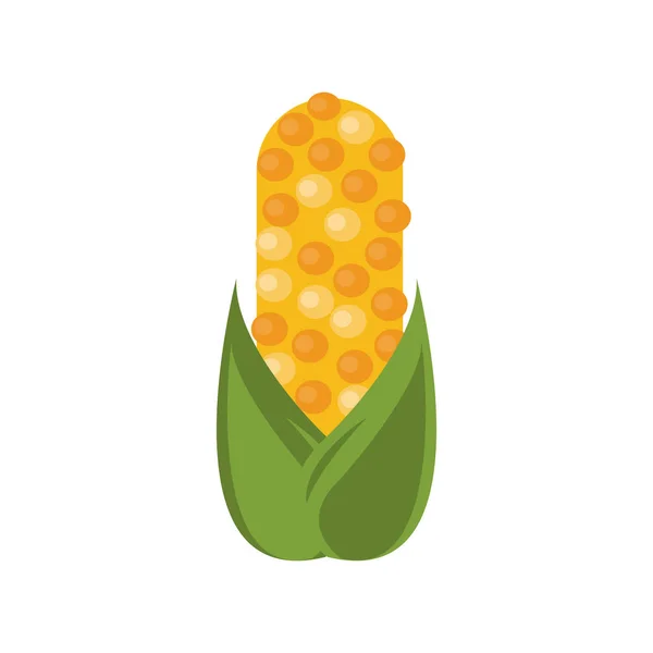 Corn cob vegetable thanksgiving icon — Stock Vector