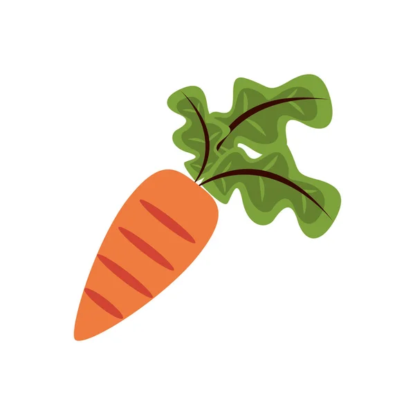 Fresh carrot vegetable nature icon — Stock Vector