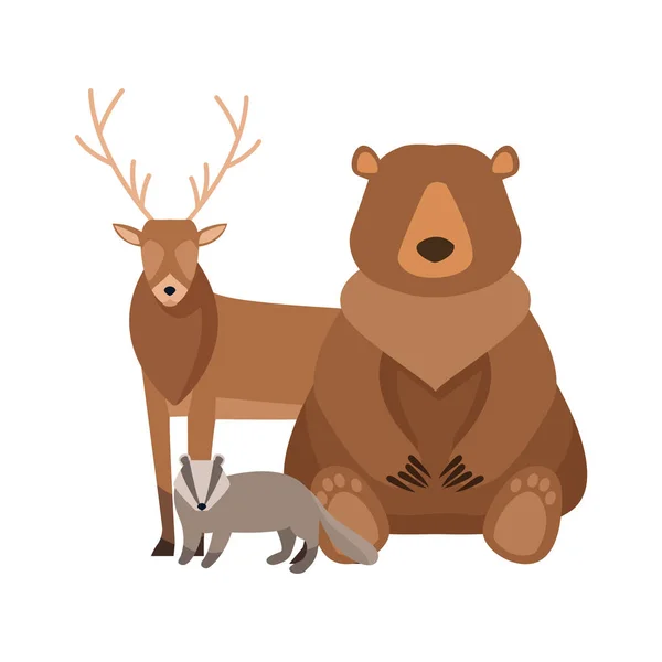 Cartone animato orso selvatico e procione, design — Vettoriale Stock