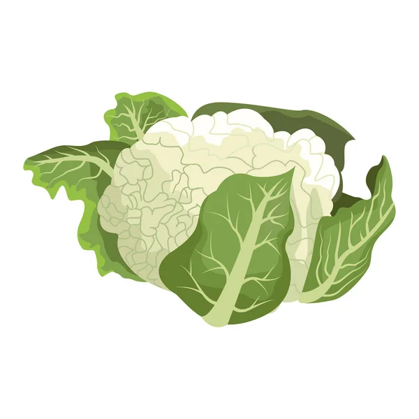 Diseño de verduras saludables, icono de la coliflor — Archivo Imágenes Vectoriales