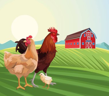 Çiftçi tavuk ve horoz çiftliği güneşli gün tarlası