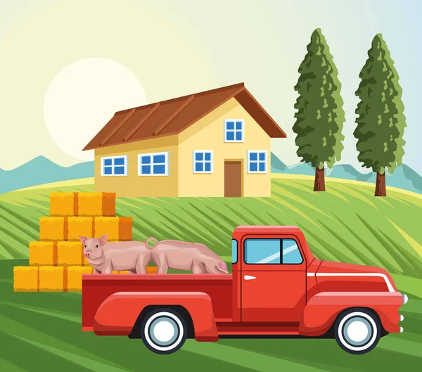 Agricoltura pick-up con maiali casa balle di fieno erba alberi — Vettoriale Stock