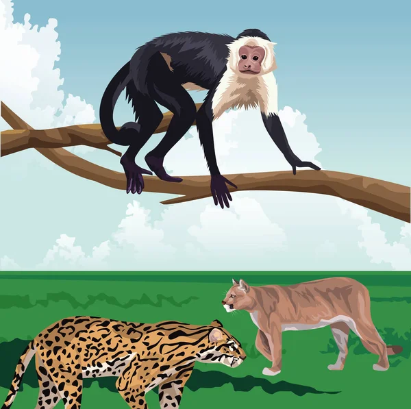 Monkey on branch and leopard felines tropical fauna and flora landscape — 스톡 벡터
