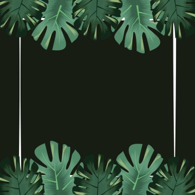 Monstera yaprakları egzotik tropikal flora sancağını bırakıyor.