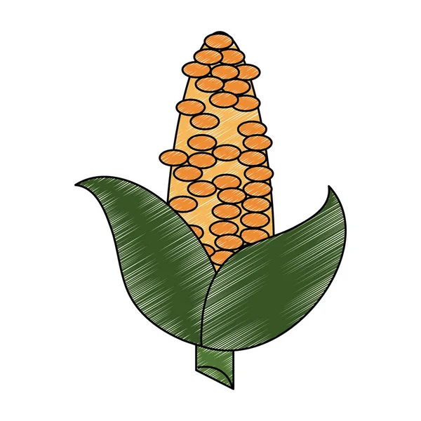 Corn fresh vegetable scribble — Stock Vector