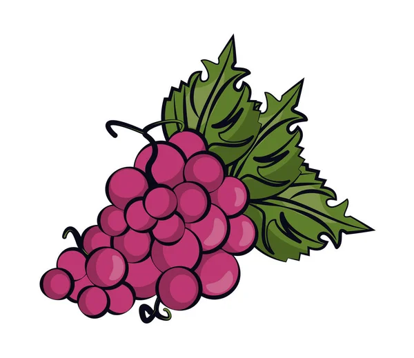 Uvas frutas frescas icono aislado — Vector de stock