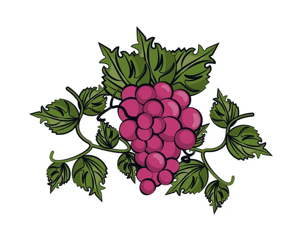 Uvas frutas frescas icono aislado — Vector de stock