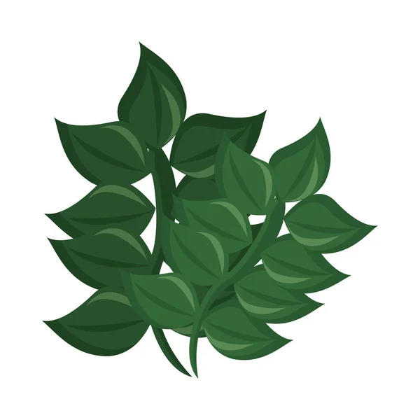Branch with ecology leafs foliage nature icon — Stock Vector