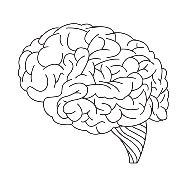 Lidská izolovaná ikona mozku — Stockový vektor
