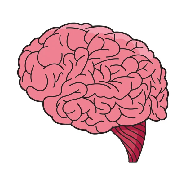 Órgano cerebral humano aislado icono — Vector de stock