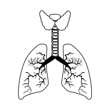 Akciğerler organ insan izole simgesi