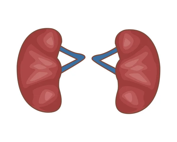 Людські нирки орган ізольовані значок — стоковий вектор