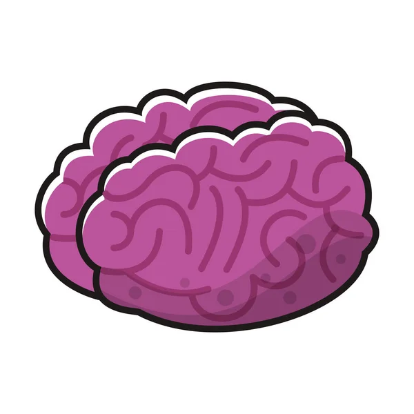 Brain organ human isolated icon — Stock Vector