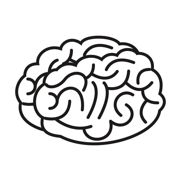 Cerveau organe humain isolé icône — Image vectorielle