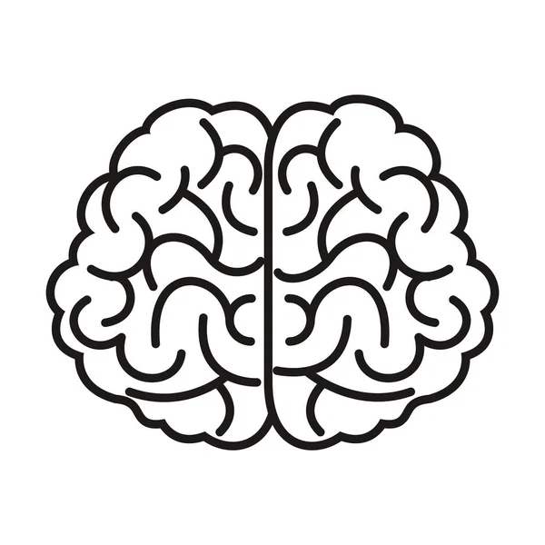 Cerveau organe humain isolé icône — Image vectorielle