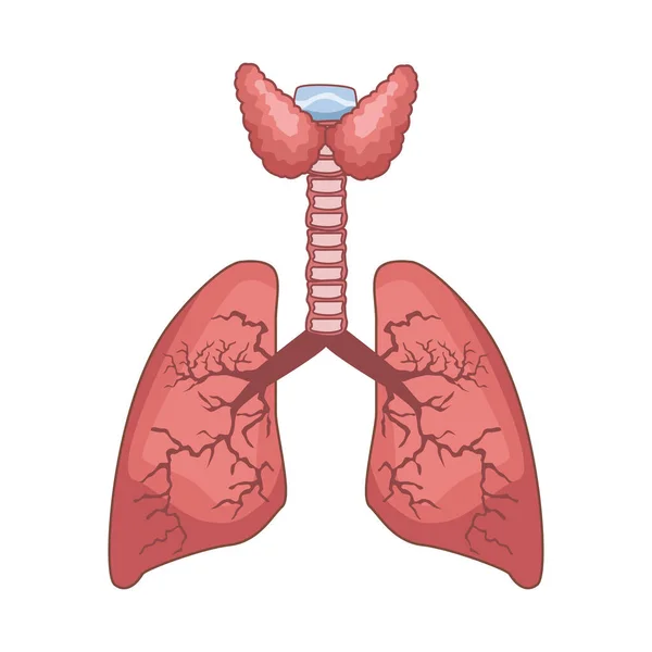 Poumons organe humain isolé icône — Image vectorielle