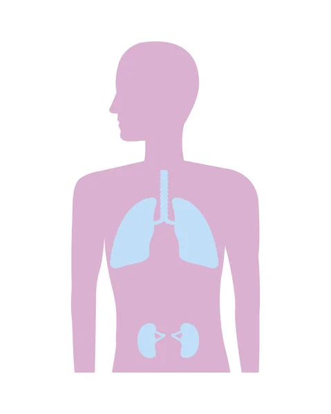 肺と腎臓の解剖学 — ストックベクタ