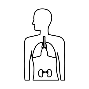 Akciğerleri ve böbrekleri olan insan anatomisi