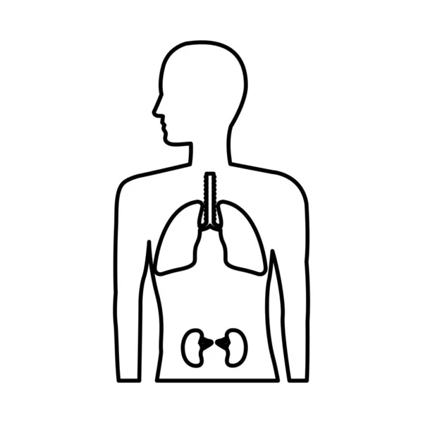 Anatomía humana con pulmones y riñones — Vector de stock