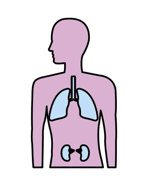 Anatomía humana con pulmones y riñones — Vector de stock