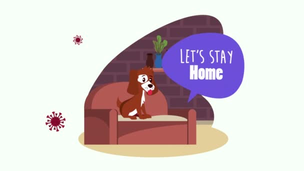 Stay at home campaign with dog in sofa — Stock Video