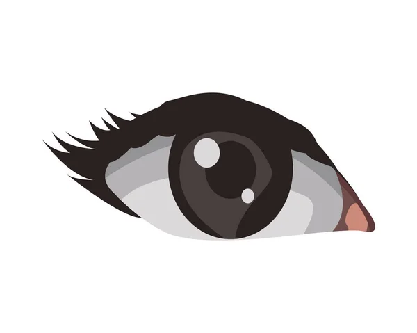 Oko człowiek realistyczne izolowane ikona — Wektor stockowy