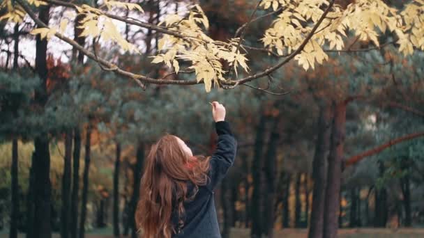 Linda, divertida, alegre niña lágrimas hojas amarillas de un árbol en el increíble parque de otoño — Vídeos de Stock