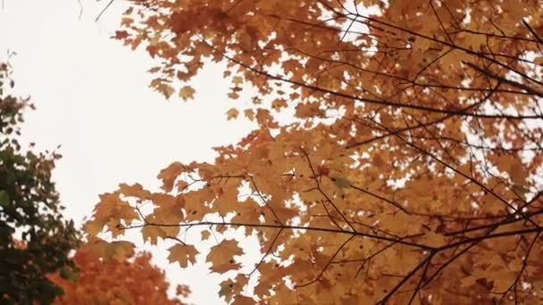 Gouden geel oranje esdoorn bladeren in de herfst Park uitzicht vanaf onder. — Stockvideo