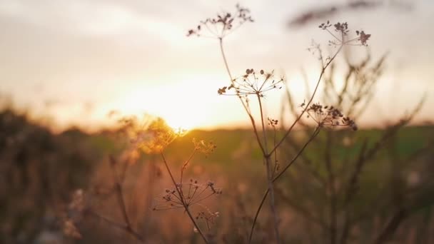 Hermosa naturaleza. La hierba silvestre se balancea en el viento al atardecer. En el campo. Lento mo — Vídeo de stock