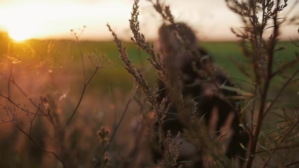 Inspirerend uitzicht van de natuur. Man s silhouet doormaakt groen veld, wuivende flora. Zon beautifly. Slow mo — Stockvideo