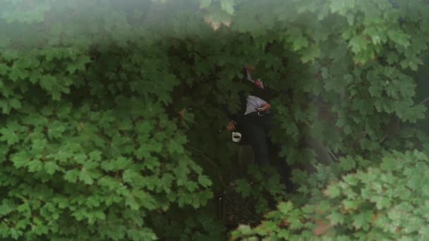 Top view through maple foliage, buisiness man on a break sitting on bench drinking coffee and uses smartphone — Stock Video