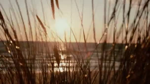 Un primer plano de tallos de hierba que se balancean en el viento con una hermosa puesta de sol en el fondo . — Vídeo de stock