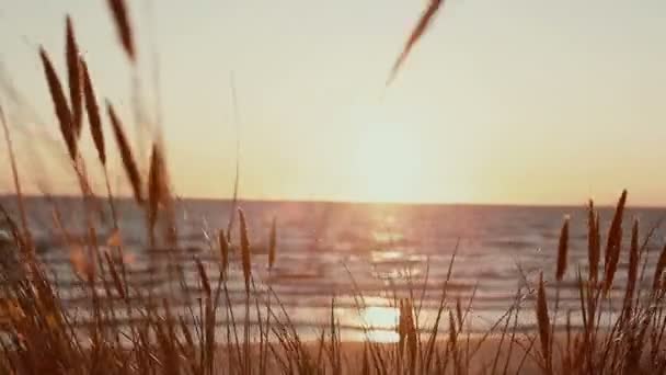 A yakın çekim kuru ot arka planda denizde güzel bir pembe gün batımı ile rüzgarda sallanan — Stok video