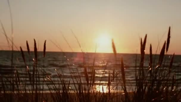 Una hermosa puesta de sol rosa en el mar con tallos de hierba balanceándose en el viento en la vista frontal — Vídeo de stock