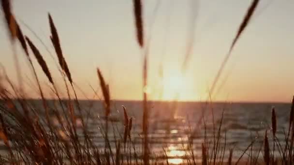 Blick auf einen wunderschönen rosafarbenen Sonnenuntergang am Meer mit trockenen Grashalmen, die im Wind in der Frontansicht schwanken — Stockvideo