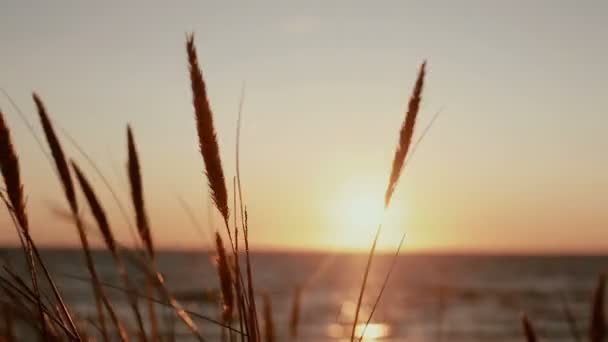 Gorgeous pastel sunset at sea with dry grass spice swaying in the wind in the front view — Stock Video