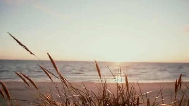 Een close-up van droog gras spica die zijn zwaaiend in de wind op het strand op een mooie pastel avond op zee — Stockvideo