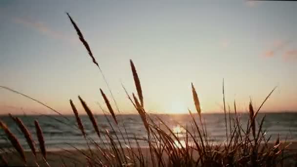 Um close-up de especiarias de grama seca que estão balançando no vento com um belo pôr do sol pastel no mar no fundo — Vídeo de Stock