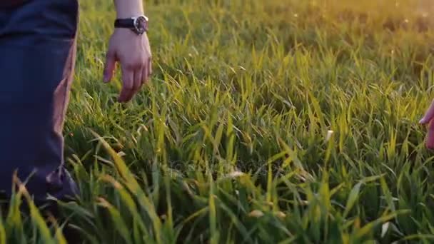Close-up of lovers taking each other by the hand. Man and woman walk in long grass, hold hands. Slow mo, steadicam shot. — Stock Video